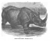Wood 1870 Indian Rhino