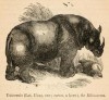 Wood 1872 Indian Rhino
