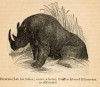 Wood 1872 Rhinaster