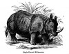 Wood 1883 Indian Rhino