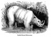 Wood 1883 Double-horned rhino