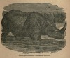 Wood 1885 Indian Rhino