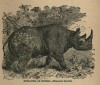 Wood 1885 Rhinaster