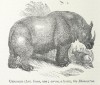 Wood 1891 Indian Rhino