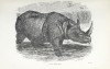 Wood 1891 Indian Rhino plate