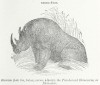 Wood 1891 Rhinaster