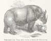 Wood 1896 Indian Rhino