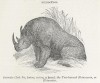 Wood 1896 Rhinaster
