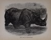 Wood 1898 Indian Rhino