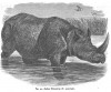 Figuier 1875 Indian Rhino