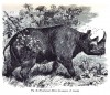 Figuier 1875 African rhino