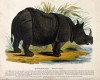 Whimper 1840 Rhino at lake