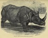 Figuier 1870 Indian Rhino