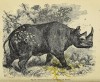 Figuier 1870 African Rhino
