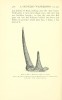 Selous 1907 white rhino horns