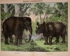 Kirby 1889 One-horned rhino