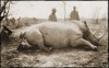 Solvay 1907 Lado rhino
