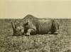 Black rhino killed by Tjader