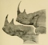 Kenya 2 rhino types