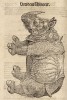 Gessner 1583 Rhinocer
