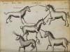 Pomet 1712 unicorns