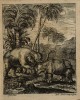Petri 1723 Elephant rhino combat