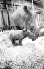 Arnhem 1981 white rhino