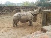 Guwahati Zoo 2019 rhino