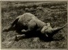 Black rhino shot by Roosevelt