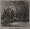 Philadelphia 1880 Indian Rhino