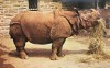 Philadelphia Indian Rhino