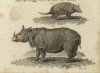 Britannica 1817 R. unicornis detail
