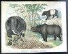 Kolb 1890 African rhino