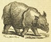 Innes 1834 Indian Rhino