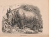 Landseer 1834 Rhinoceros