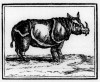 Riley 1790 Bewick rhino