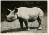 New York black rhino