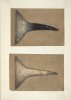 Rhino horn drawings 18th century