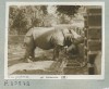 Postcard of zoo rhino