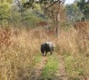 Chitwan Rhino 2019