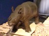 Baby Javan Rhino