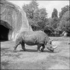 Vincennes 1972 black rhino
