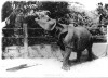 Postcard Javan Rhino