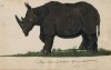 Cleyer 1680 Sumatran rhino