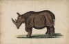 Cleyer 1680 double-horned rhino