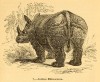 Knight 1849 Indian Rhino