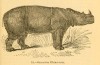 Knight 1849 Sumatran Rhino