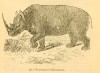 Knight 1849 Two-Horned Rhino