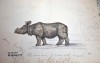 Hodgson 1834 baby Rhino