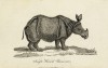 Shaw 1801 Single horn'd Rhinoceros